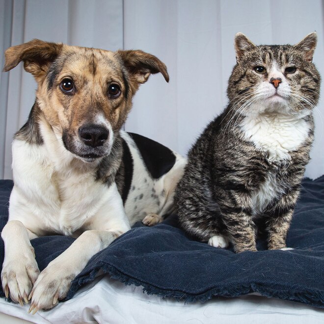 E! Insider Shop, Amazon Pet Beds